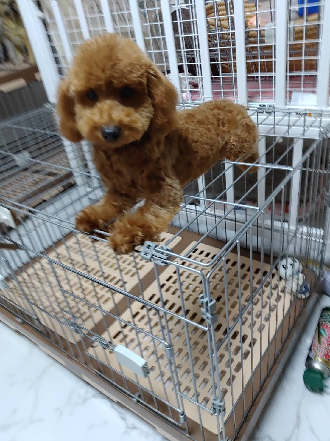 プードル(レッド)生後まもなくの写真