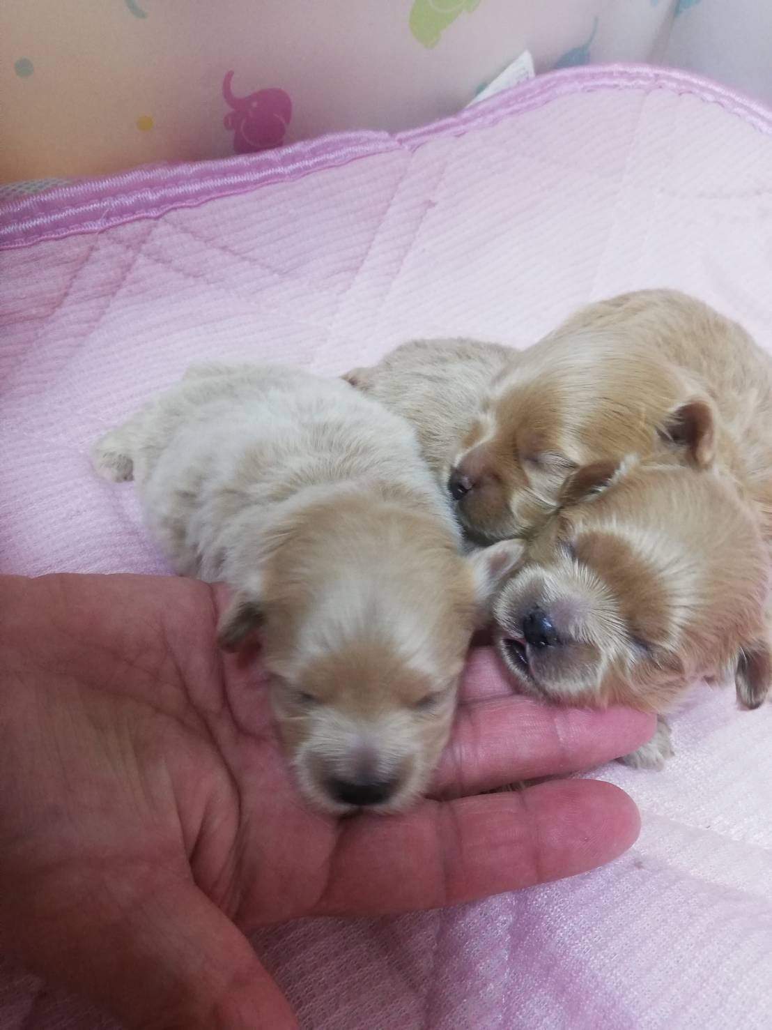 プードル(クリーム)生まれた日の写真