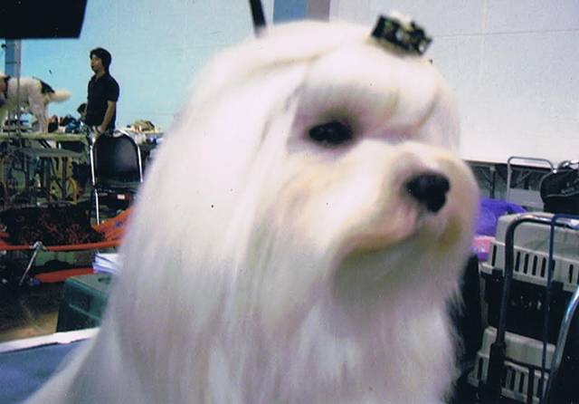 マルプーのパパ